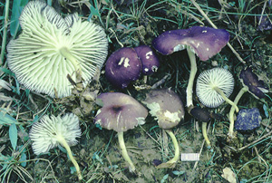 Calocybe cyanea