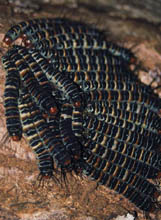 caterpillar