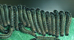 caterpillars feeding