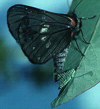 butterflly laying eggs