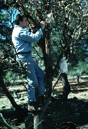 entomologist in tree