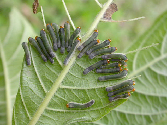 sawfly larvae