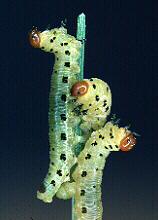 sawfly larvae