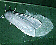 moth laying eggs