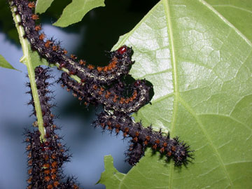 euproctis caterpillars