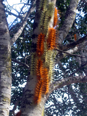 caterpillars on tree