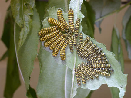 caterpillar group