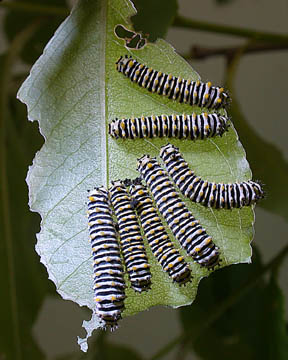 caterpillars on leaf