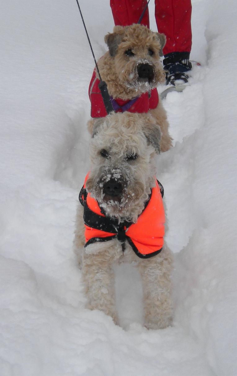 Snowshoeing