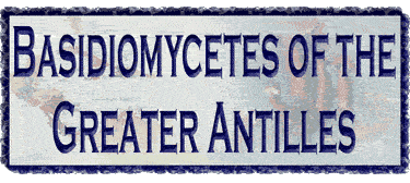 Basidiomycetes of the Greater Antilles